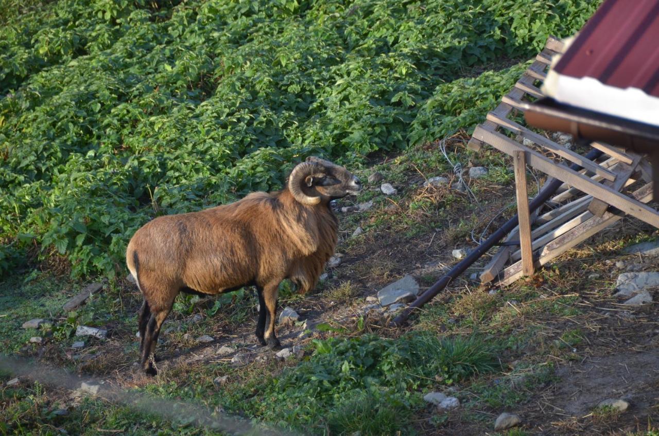 Malinowy Domek Mlynczyska المظهر الخارجي الصورة
